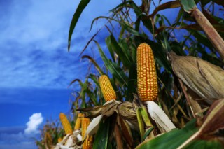 化肥生产商雅拉警告：战争引发价格暴涨，农民正陷入困境