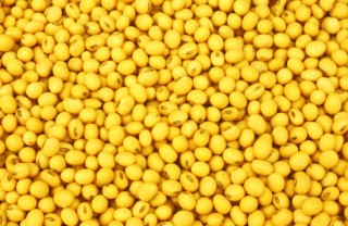 大豆什么时候收获如何确定大豆的最佳收获时机？这种时机选择受哪些因素影响？