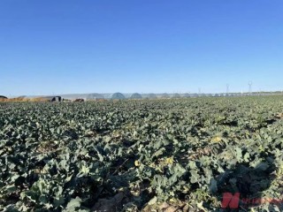 贾国龙要求道歉，罗永浩承认冷冻西蓝花“成本更高”！业内人士：速冻的可能比新鲜菜更好