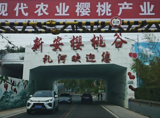 河南五一假期“樱桃经济”遍地开花  第2张